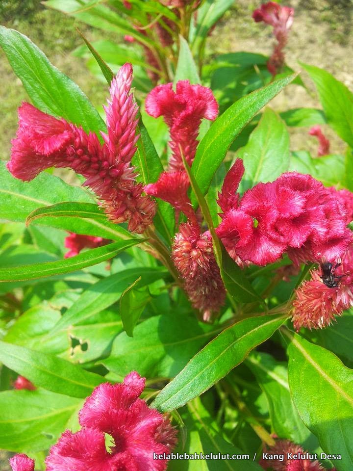 Pokok Bunga Kelulut - Balung Ayam (Celosia argentea) - Kelab Lebah Kelulut