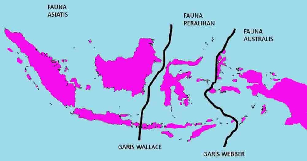 Garis Wallace Dan Garis Weber Membagi Wilayah Indonesia Menjadi Tiga Yaitu Mas Dayat