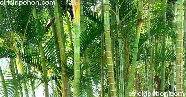 ciri ciri pohon palem bambu