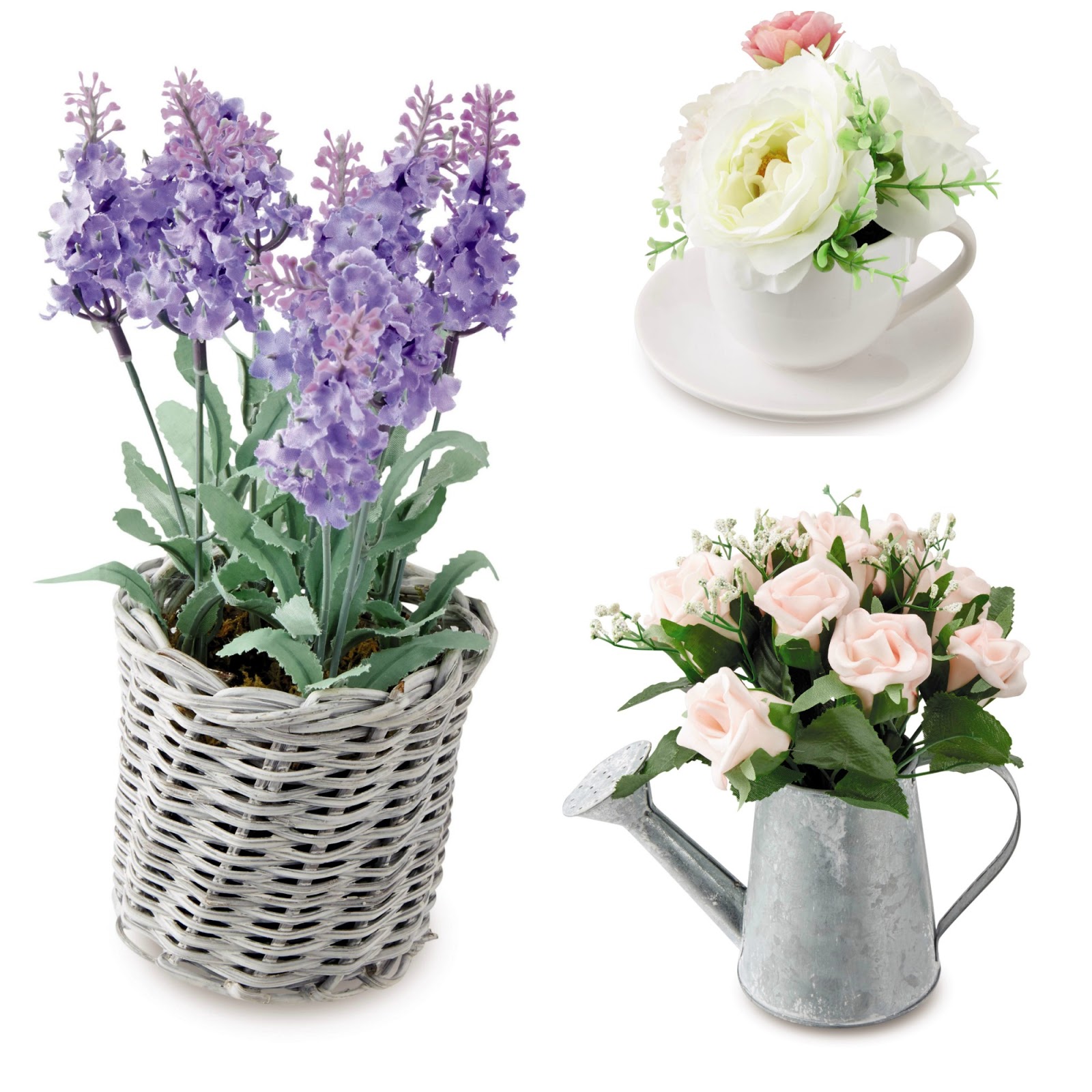 52+ Small House Plants Aldi