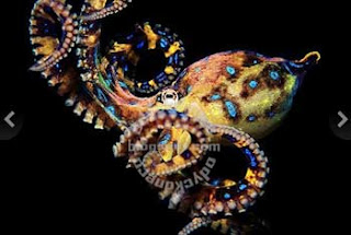 Blue Ringed Octopus Hewan Dengan Racun Paling Mematikan