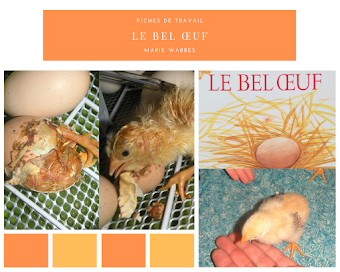 De l'Œuf à la Poule