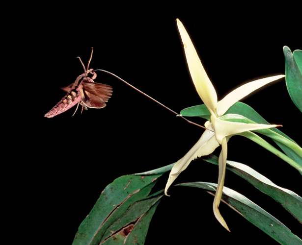 CHRISTMAS STAR ORCHID - Angraecum sesquipedale The Garden of Eaden