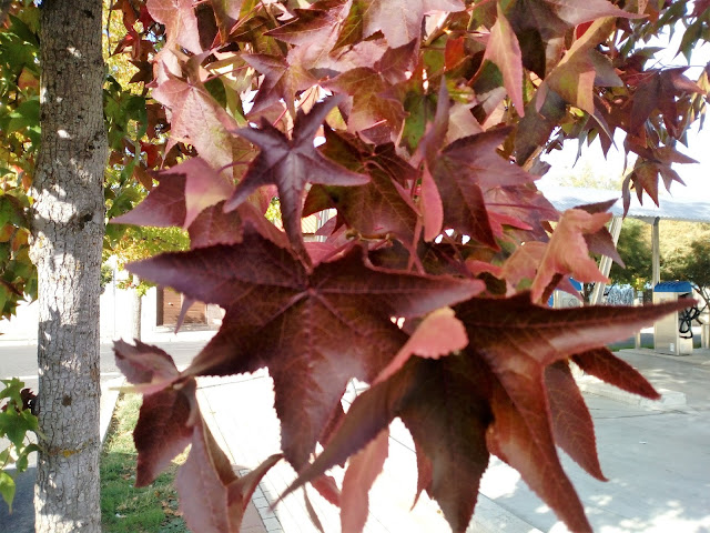 Liquidambar (Liquidambar styraciflua L.).