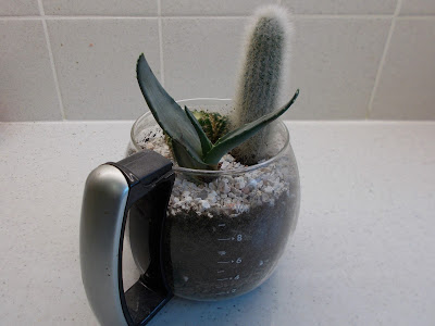 Cactus in a coffee pot Green Fingered Blog