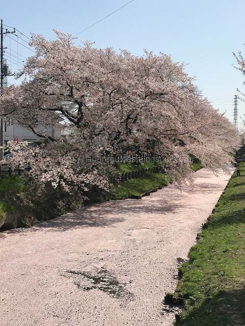 ซากุระ คาวาโกเอะ Kawagoe Sakura