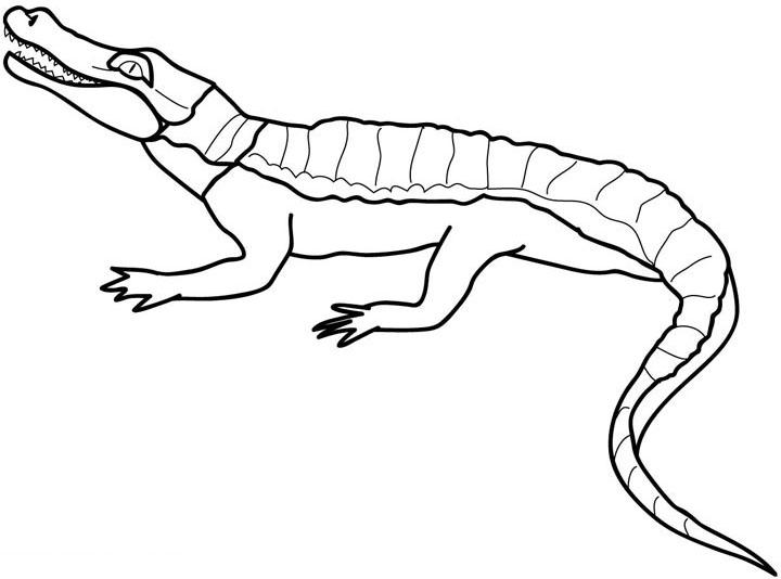 printable coloring pages crocodile - photo #16