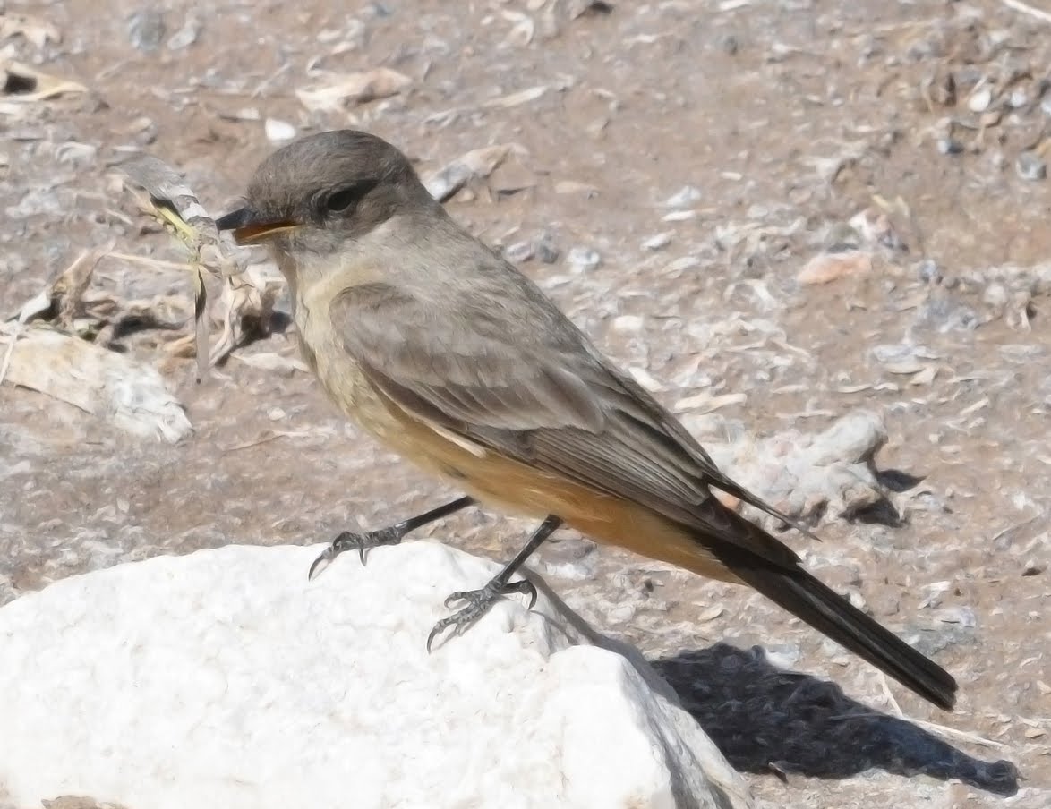 Say's Phoebe with Grasshopper_4012a