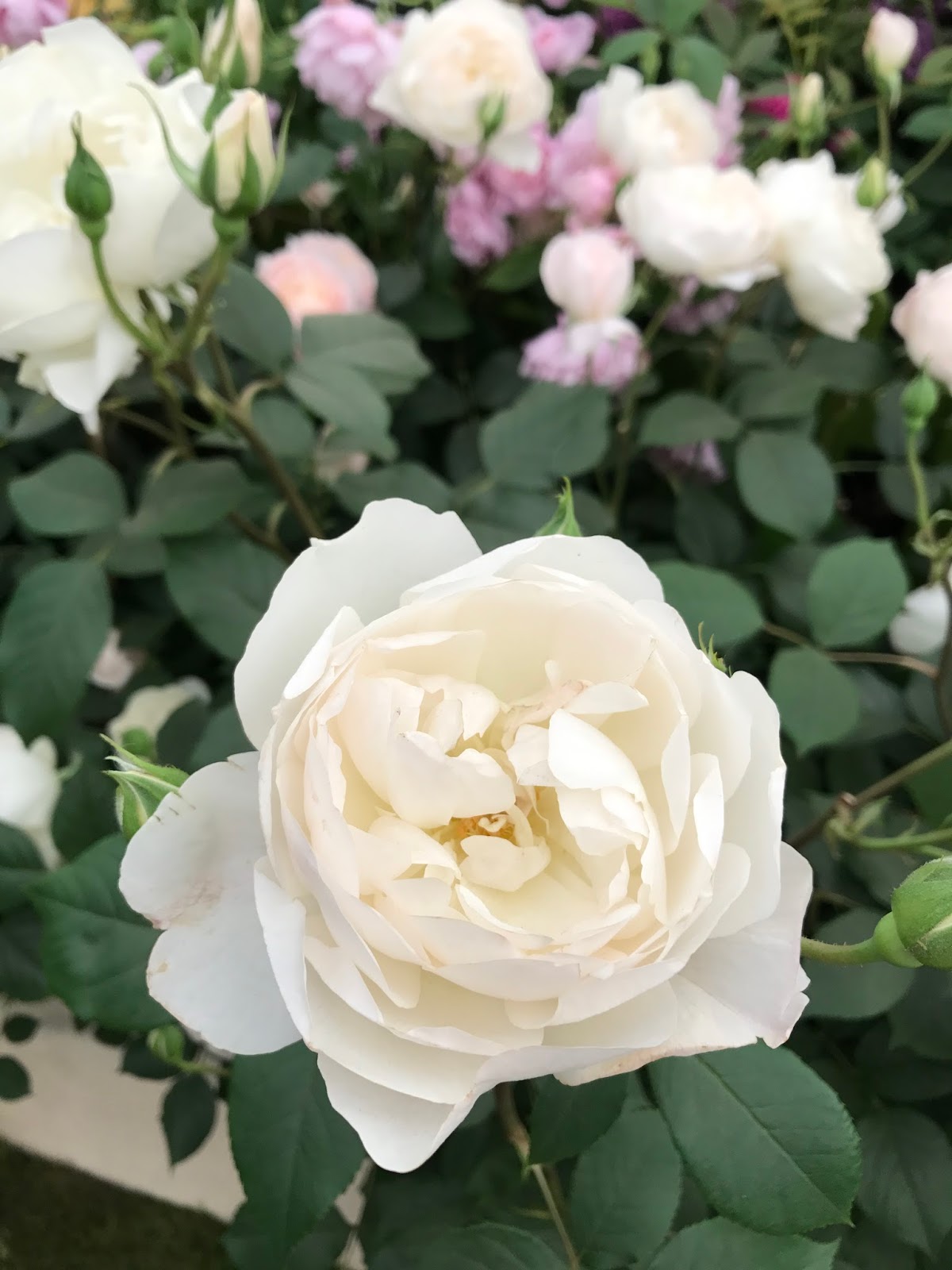 London - The Chelsea Flower Show - Roses and Rolltops