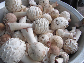 лукошко грибов, грибы, съедобные грибы 