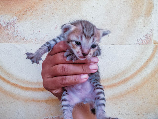 Holding Very Young Black Stripe Kittens In The House North Bali Indonesia