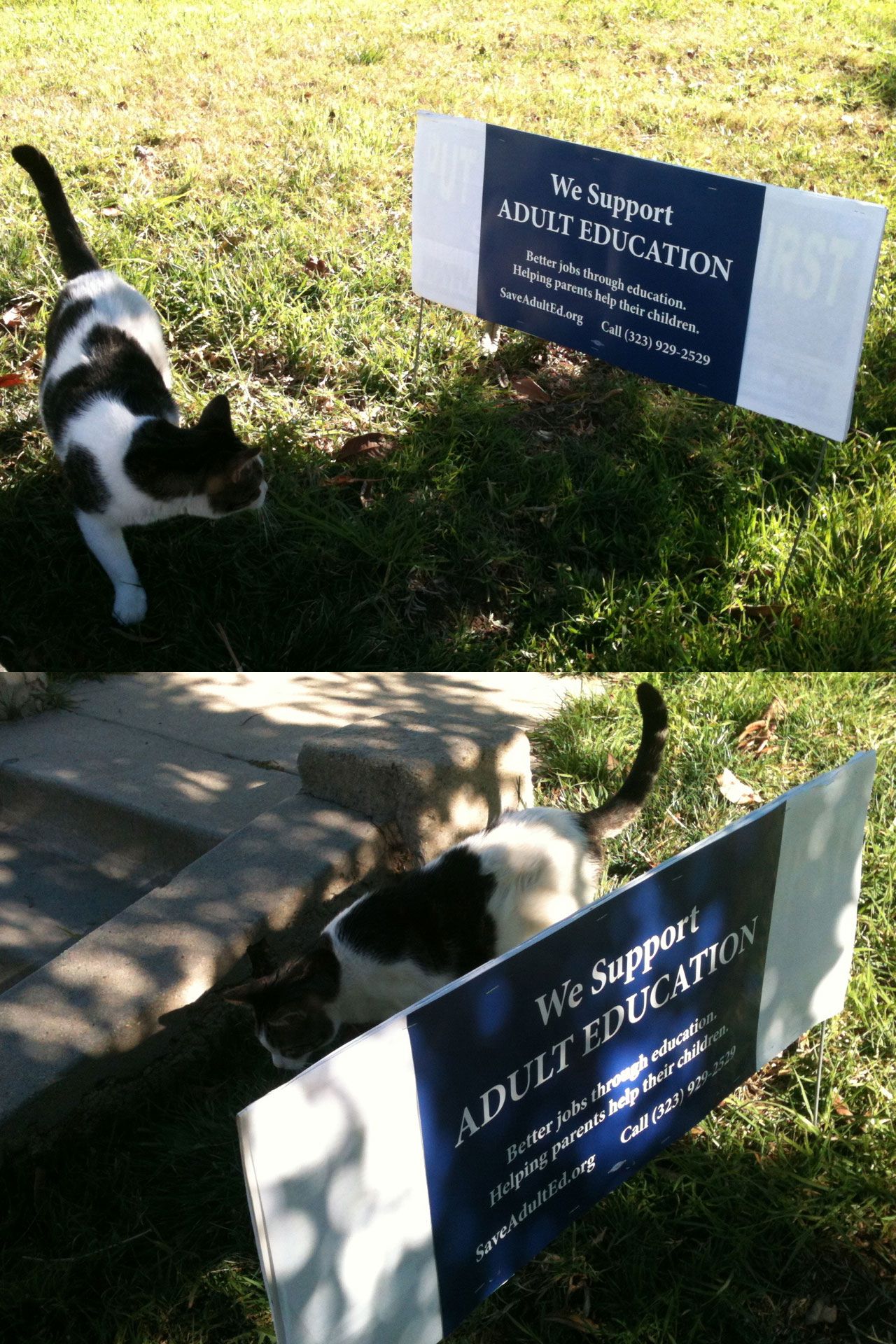 We repurposed one of those racist "put public safety first" signs into an awesome double sided "We Support Adult Education" lawn sign for our front yard. One of our cats, Modo, is keeping watch over the sign.