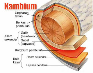 Pada Tumbuhan Dikotil Aktivitas Kambium Ke Arah Luar Dan Dalam Menghasilkan Info Pendidikan Dan Biologi