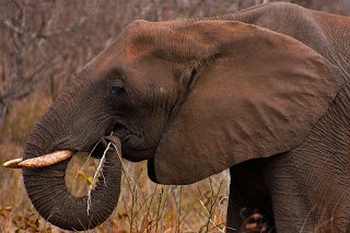 Beslenmek için hortumunu kullanan bir Afrika fili.