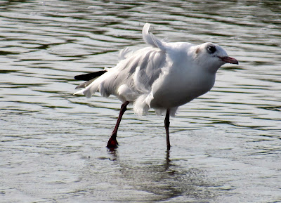 Dónde ver flamencos en la Camarga