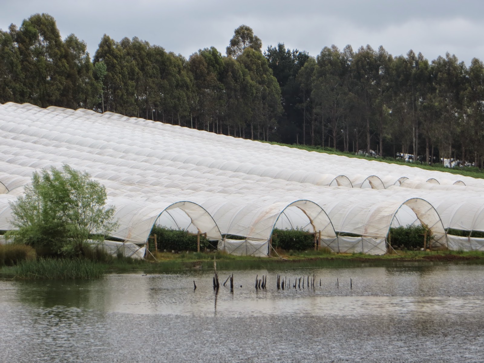 Tasmania Day 5 The Honey Farm, Raspberry Farm, Swansea