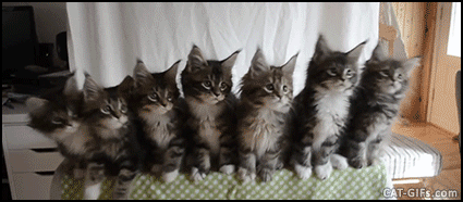 Snuzzy Kitten GIF • 7 cute Maine Coon kitties bobbing their heads in sync. So playful babies Snuzzy Kitten GIF • 7 cute Maine Coon kitties bobbing their heads in sync. So playful babies