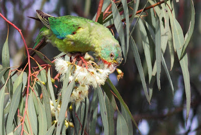 Swift Parrot (Lathamus discolor) Critically Endangered