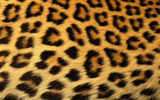 Pattern / cheetah :: COLOURlovers