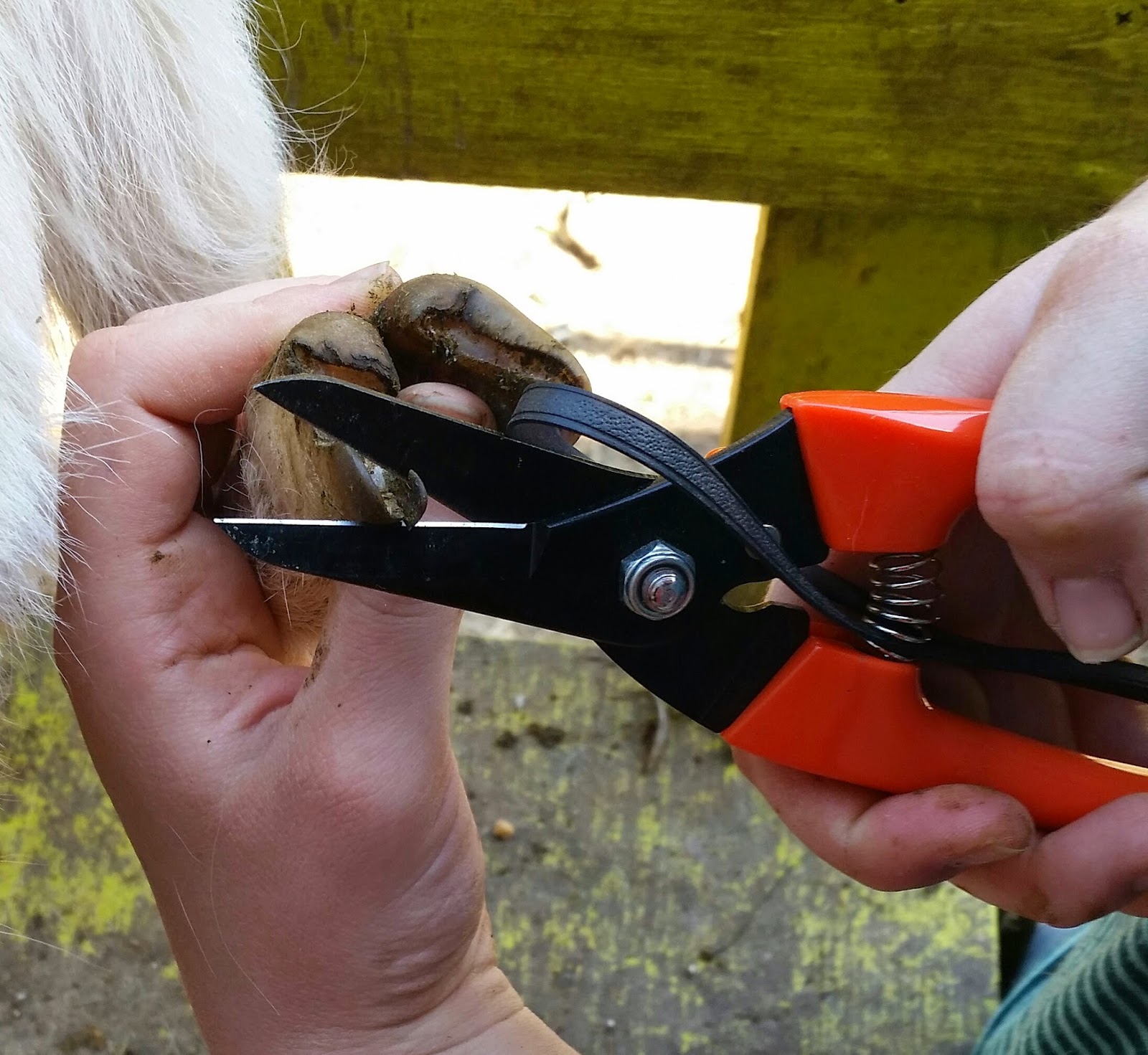 Still Waters Farm Goat Hoof Trimming it s Easier Than It Looks how-to-trim-goats-hooves-basic-goat-stuff-101-youtube