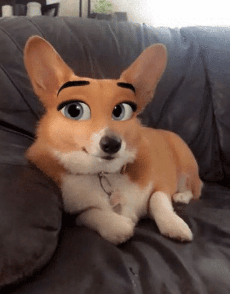 Which Snapchat Filters Work On Dogs