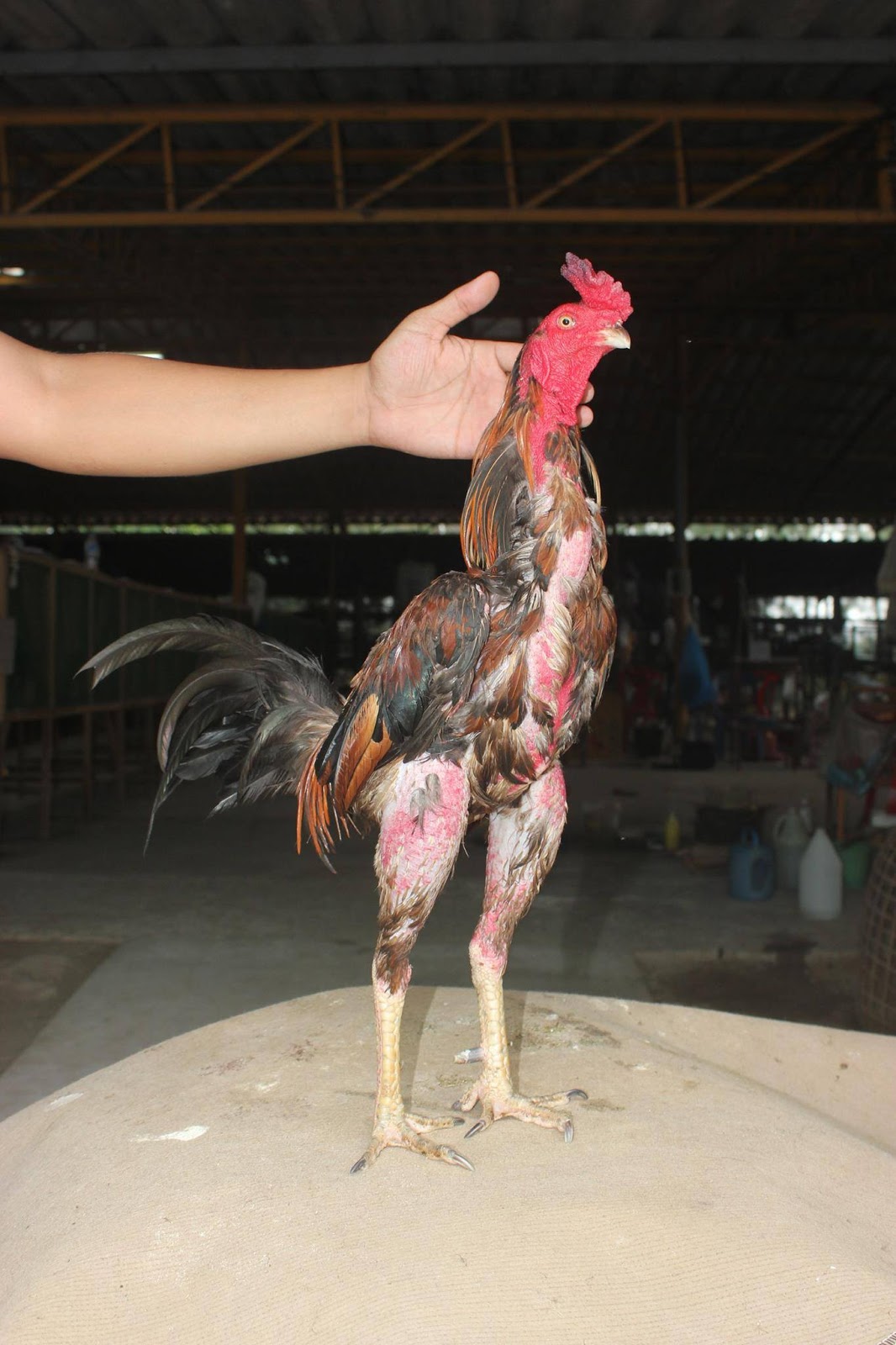 Ini Ayam Pama Terbaik dan termahal di Thailand, Namanya