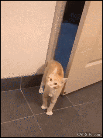 Funny kitten GIF • Shy kitty closes the door like a human because he is scared... Funny kitten GIF • Shy kitty closes the door like a human because he is scared...