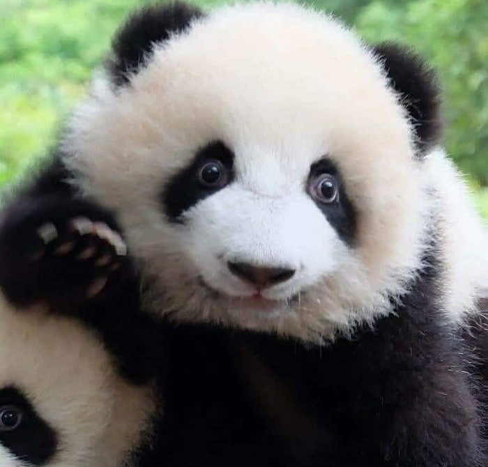Gambar Panda Cute (14 Gambar)