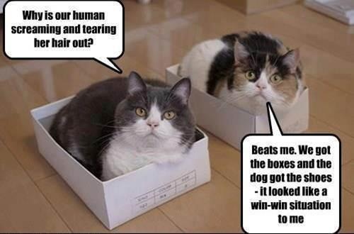 Cat Dog Win Win Meme ~ Silly Bunt