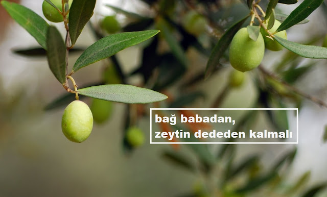 bağ babadan, zeytin dededen kalmalı