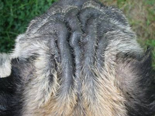 Demodikoza na glavi psa Panvet veterinarska ambulanta Subotica
