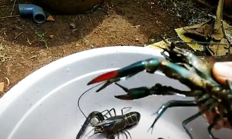 cara-budidaya-lobster air-tawar-di-rumah dengan-kolam-terpal-untuk-pemula