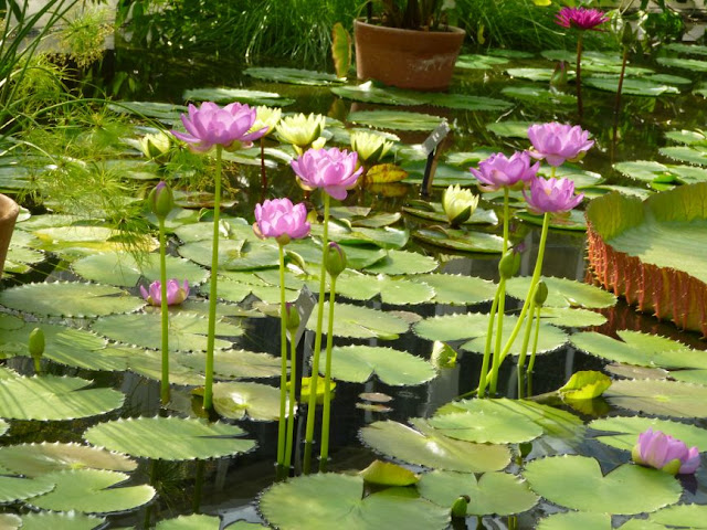 Bugs and Fishes by Lupin: Summer at Kew: the Waterlily House & the ...