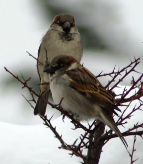 Sparrows in the snow.
