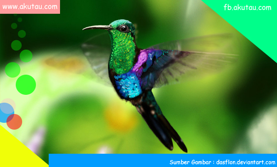 Kolibri Burung Cantik Yang Bisa Terbang Mundur Kaskus