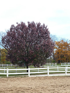 Weathered Tree