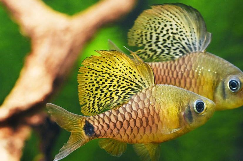 JOE'S AQUAWORLD FOR EXOTIC FISHES MUMBAI INDIA 9833898901 Aquarium