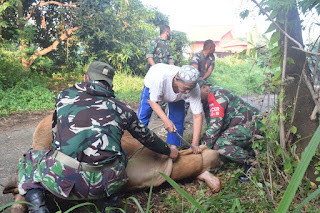 Peringatan Hari Raya Idul Adha, Kodim Pekalongan Sembelih 2 Ekor Sapi Peringatan Hari Raya Idul Adha, Kodim Pekalongan Sembelih 2 Ekor Sapi