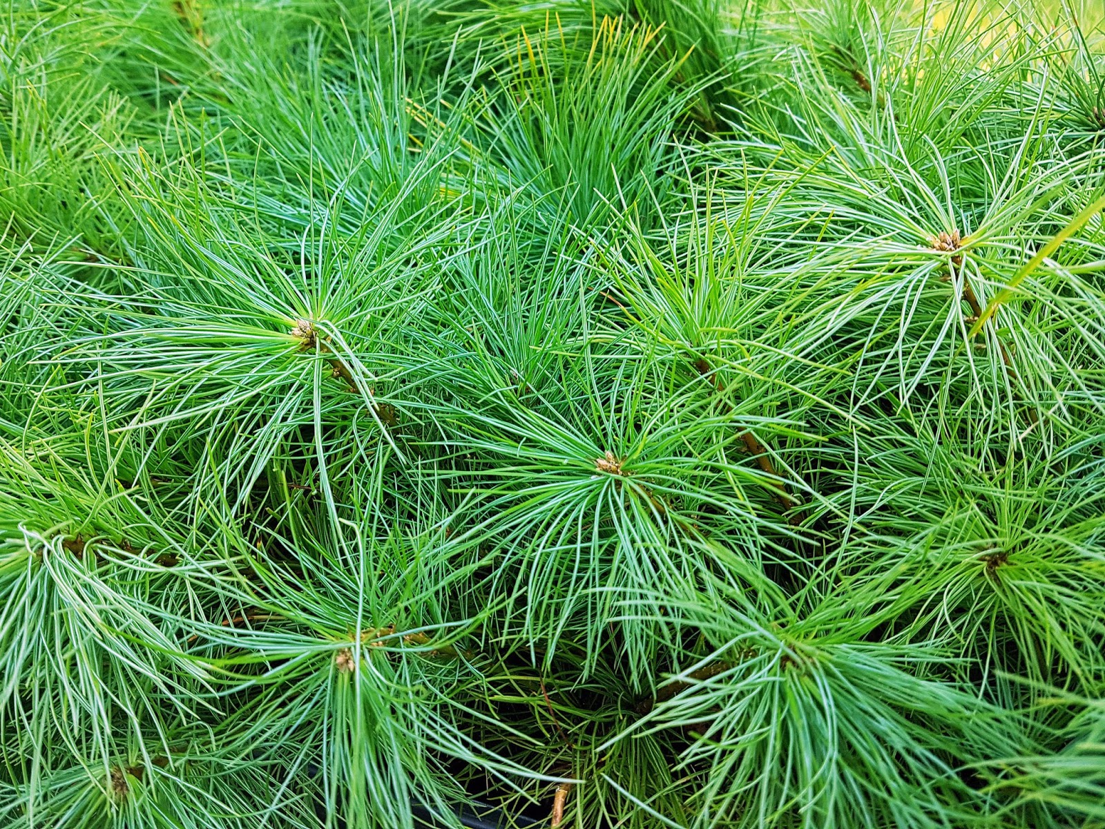 Replant.ca Environmental The Eastern White Pine tree (Pinus strobus)