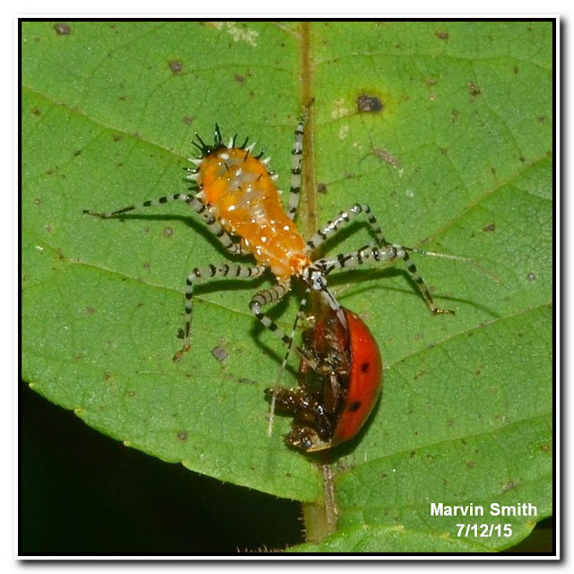 Nature in the Ozarks: Assassin Bug Nymph (Pselliopus sp)