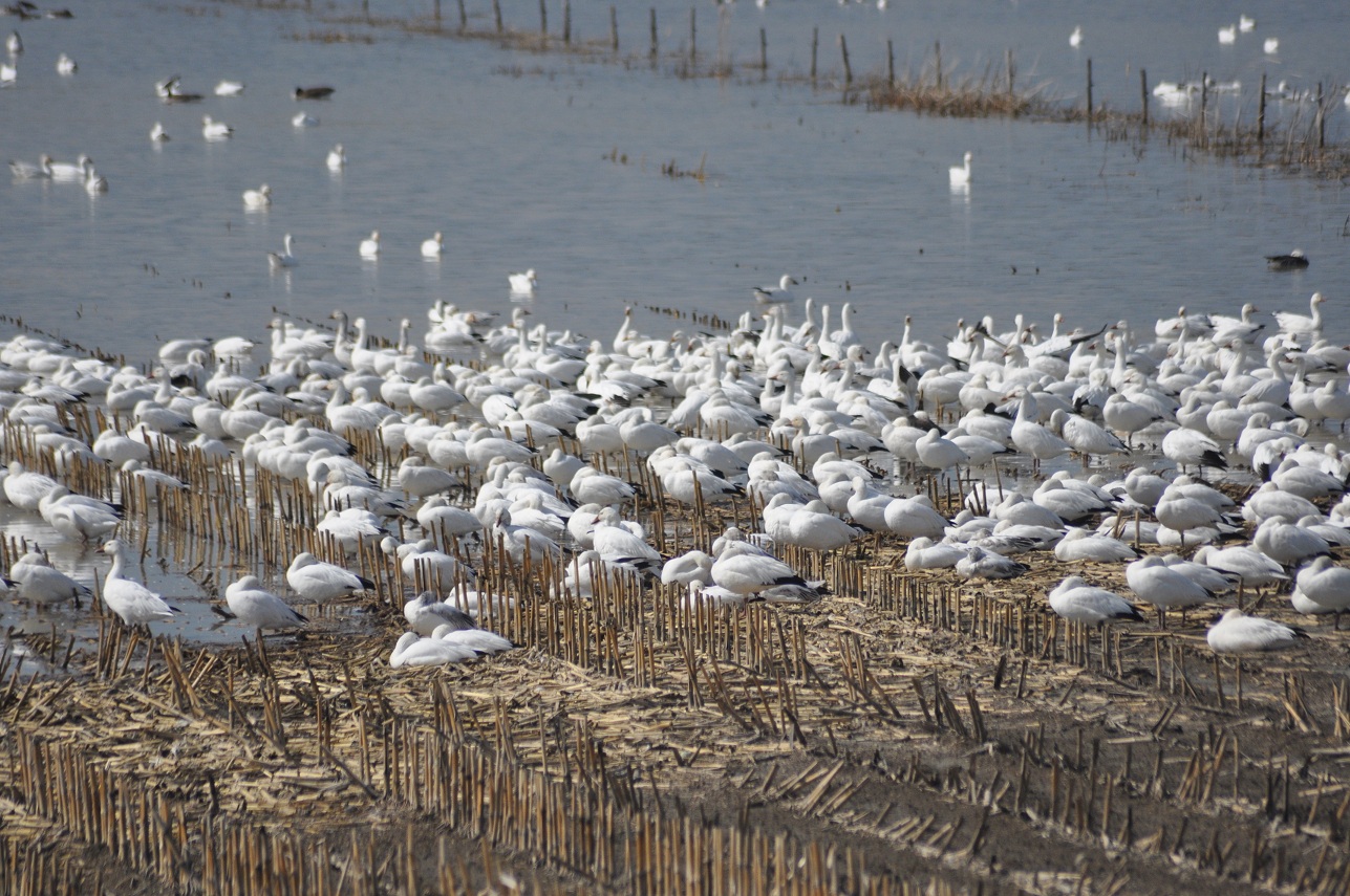 Centre d'interprétation de BaieduFebvre Compte rendu du 12 avril en