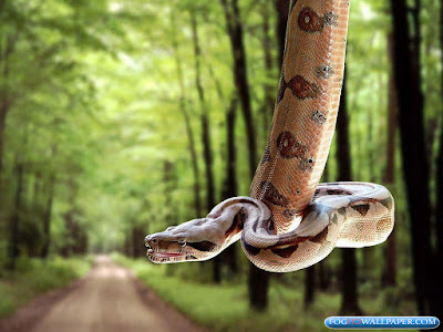 Amazing Viper Snakes Amazing Viper Snakes