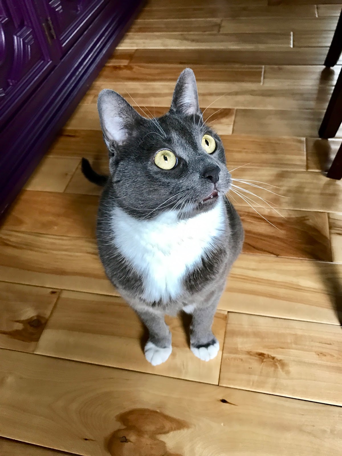 The Glam Cat DIY Magic Wand Cat Toy