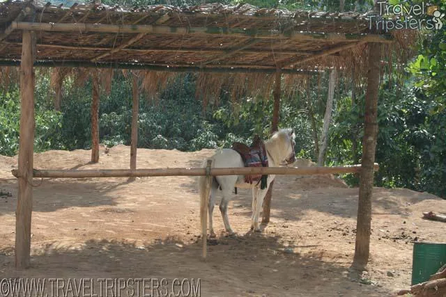 horse back riding horse back riding