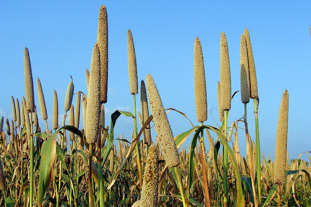 Agriculture in Gujarat despite the stabilization in pearl millet market prices, the millet crop price will go up as it gets colder