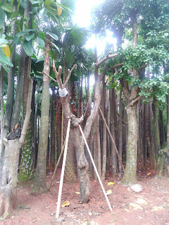 Jual Pohon Kamboja Fosil | Pohon Kamboja Bali | Pohon Kamboja Kecap | Pohon Pelindung | Pohon Glodogan Tiang | Pohon Ketapang Kencana | Pohon Butter Cup