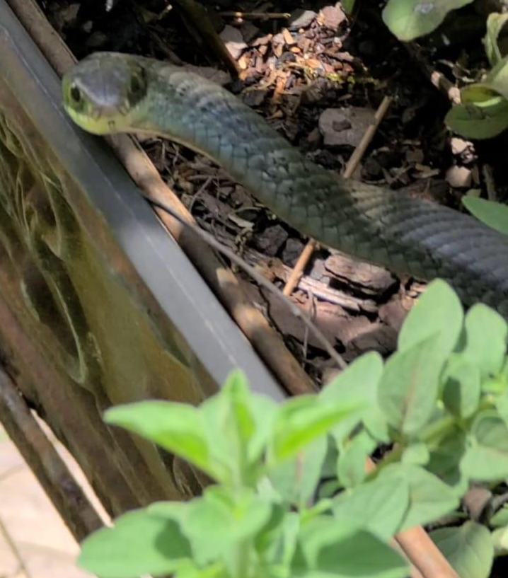 racer snake position seen tanza update backyard