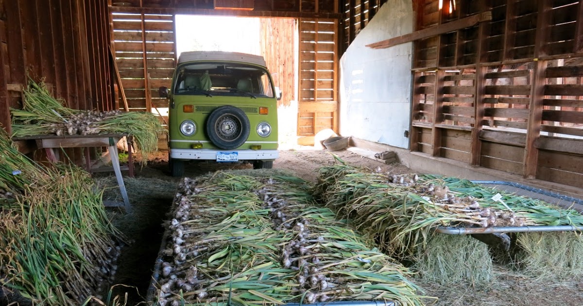 WeeBee Farms How to clean and "cure" your garlic after harvest