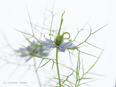 Im pflegeleichten Geniessergarten haben auch einjährige Blumen und Heilpflanzen Ihren Platz - Nigella - eine charmante kleine Blume 