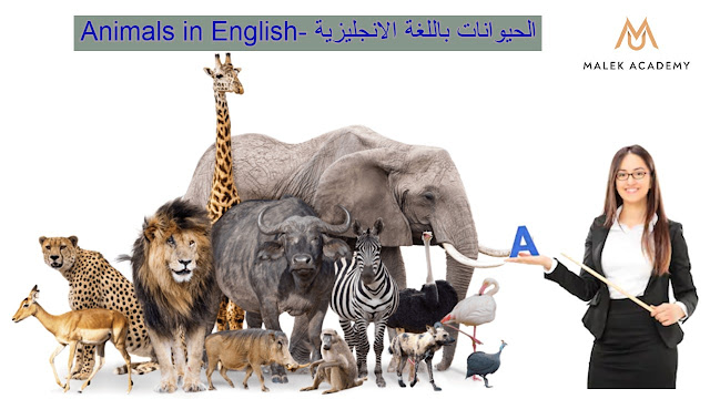 الحيوانات باللغة الانجليزية  - Animals in English